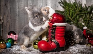 2023 год Водяного Кролика: в чем лучше встречать Новый год по знакам зодиака